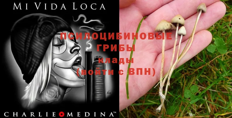 Галлюциногенные грибы Psilocybe  Батайск 